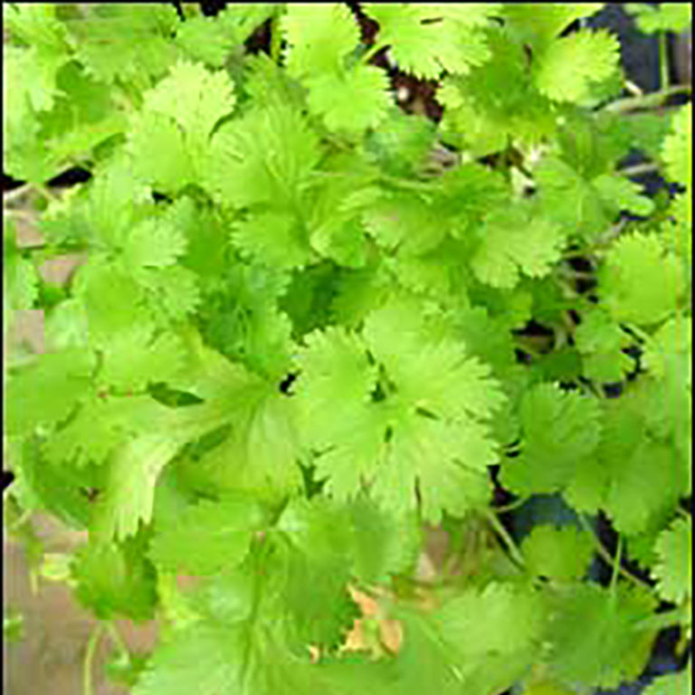 Coriander FloraHealthcaen
