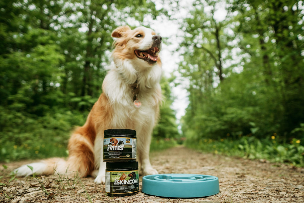 Relief For Your Pets' Allergies