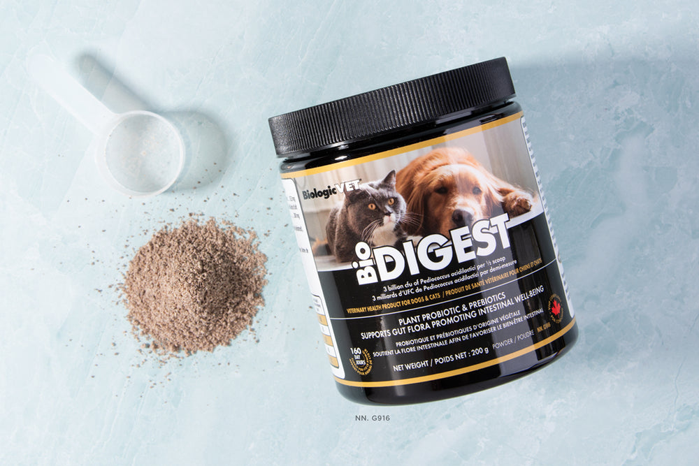 Probiotics and all the Good they can do for Your Dog