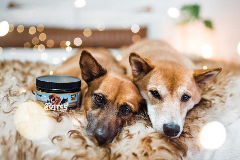 Why and When to Give Your Dog Digestive Enzymes