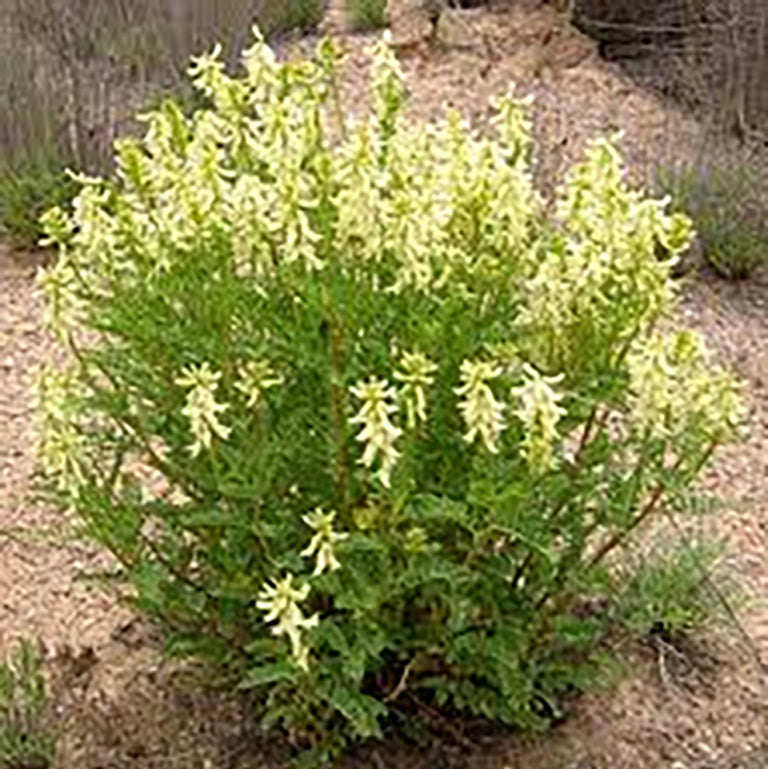 Astragalus