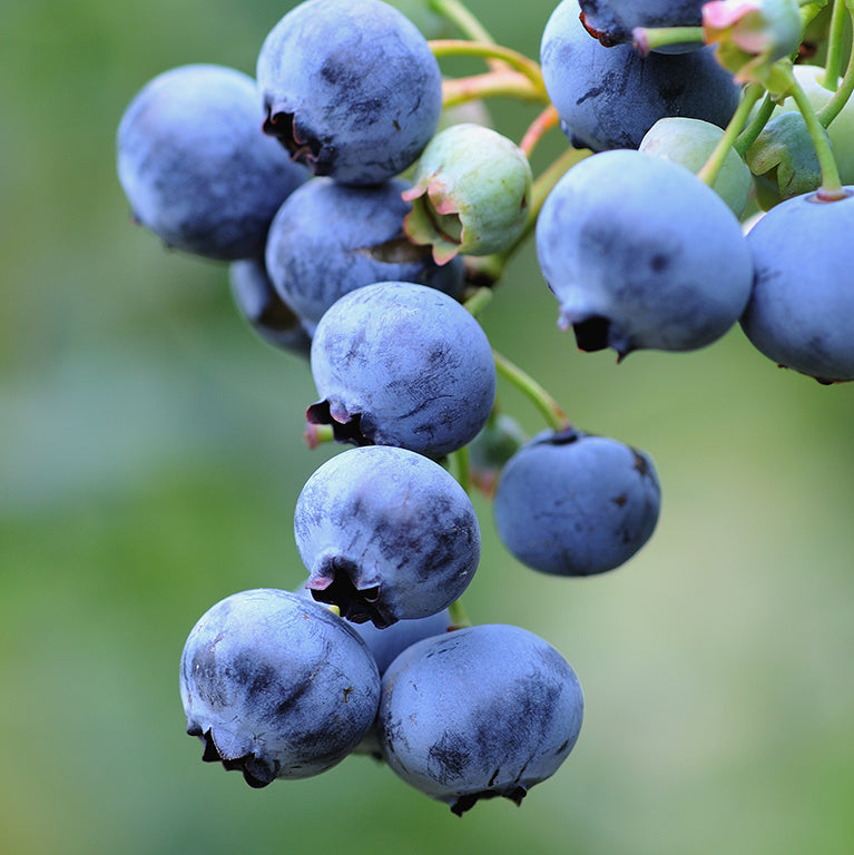 Blueberry