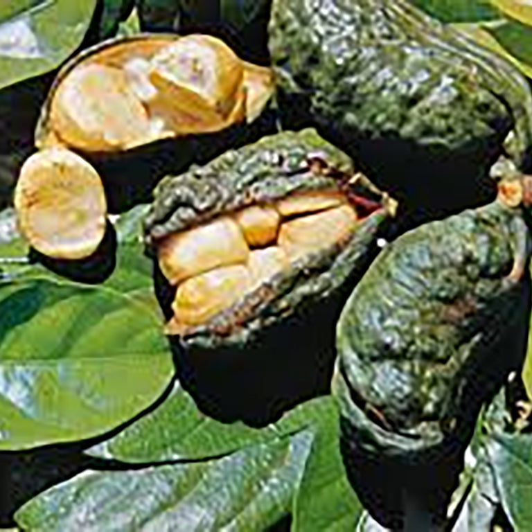Kola