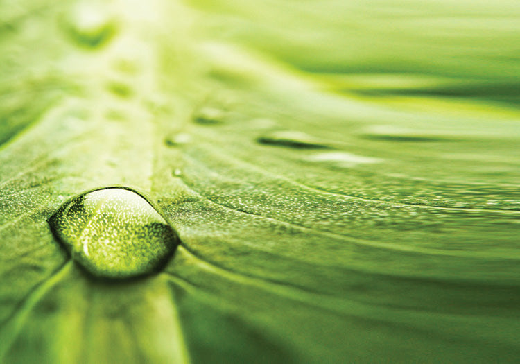 The Essence of Cleansing - Part 1 – FloraHealth Canada