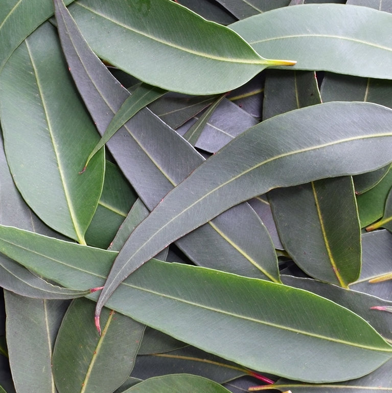 Eucalyptus