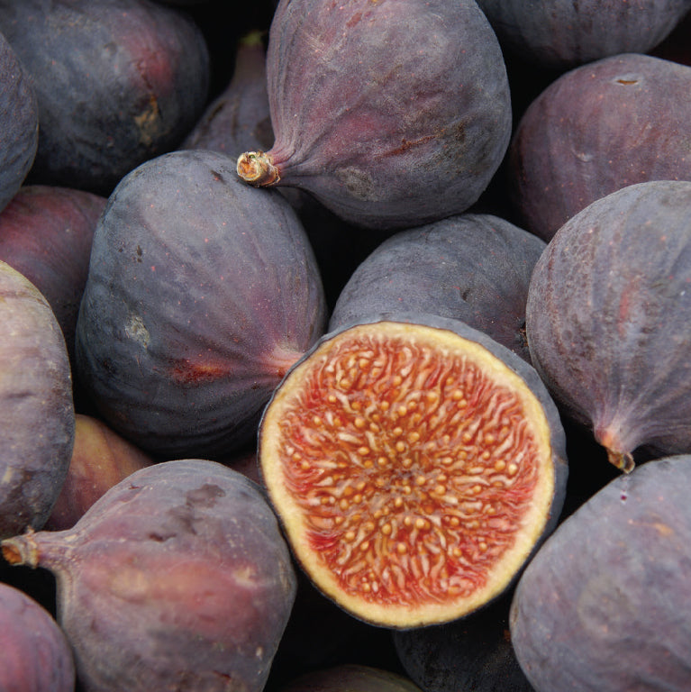 Fig