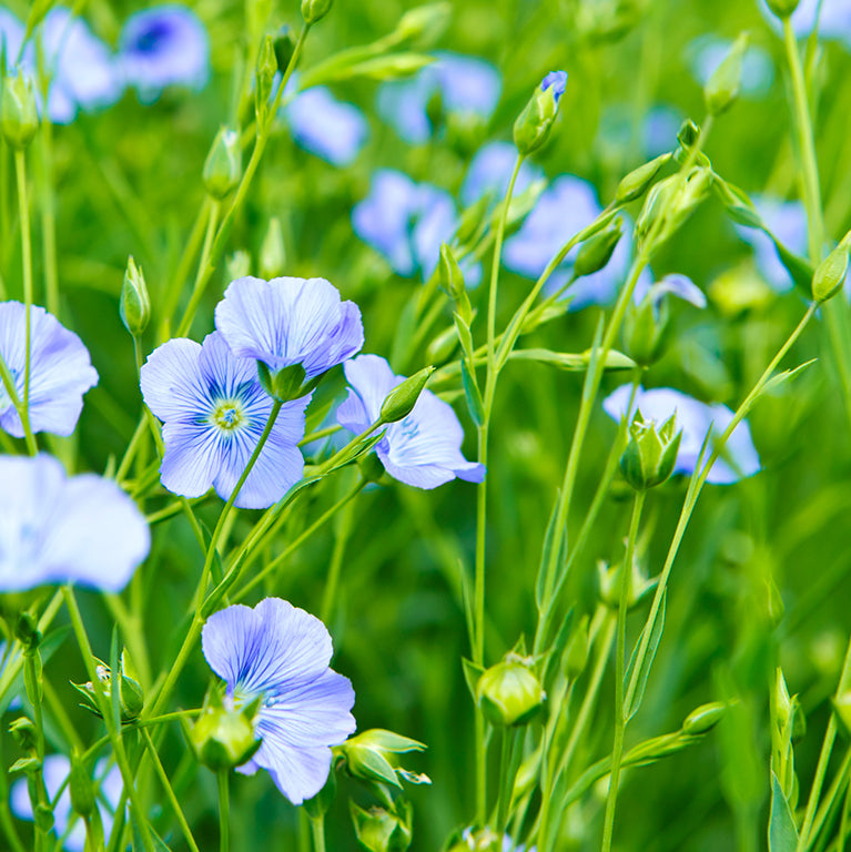 Flax