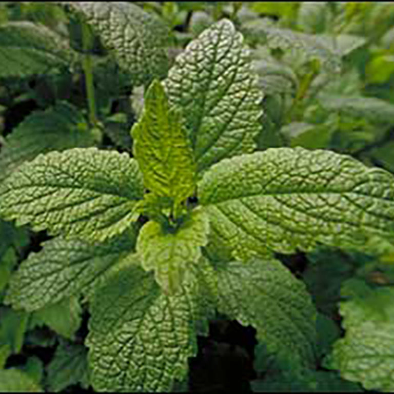 Lemon Balm