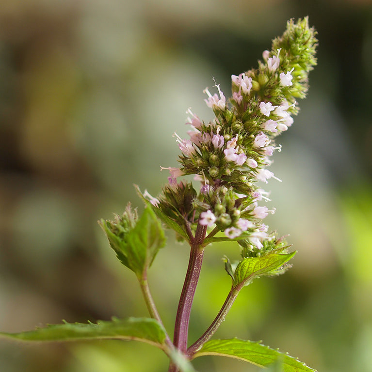 Peppermint