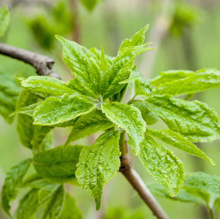Siberian Ginseng