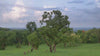 Alaffia works with over 12,000 women in 160 villages across Togo and Northern Ghana. We provide training on how to  create independent cooperative, negotiate the best prices, and build a rainy day fund for their village. Collective members can sell nuts to the highest bidder, not just Alaffia. Partnering with women promotes independence and guarantees income is used for food, health care, and education. Our goal is to create stable familites and rebuild the fabric of Central Togo communities.