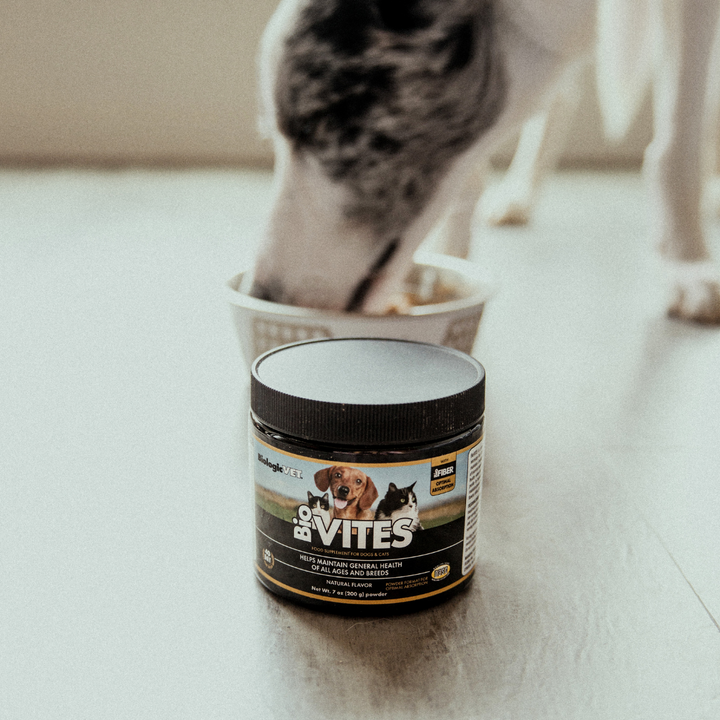 vitamins, minerals, enzymes, and antioxidant powder for pets being enjoyed mixed with food by dog